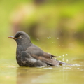 Regenwassernutzung Planung