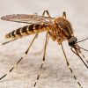 Komfortlüftung schützt vor Insekten