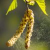 Komfortlüftung schützt vor Pollen